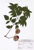 藏品(臺灣欒樹)的圖片